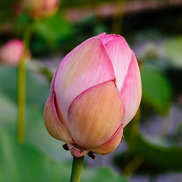 Lotus Stem Kamal Kakdi