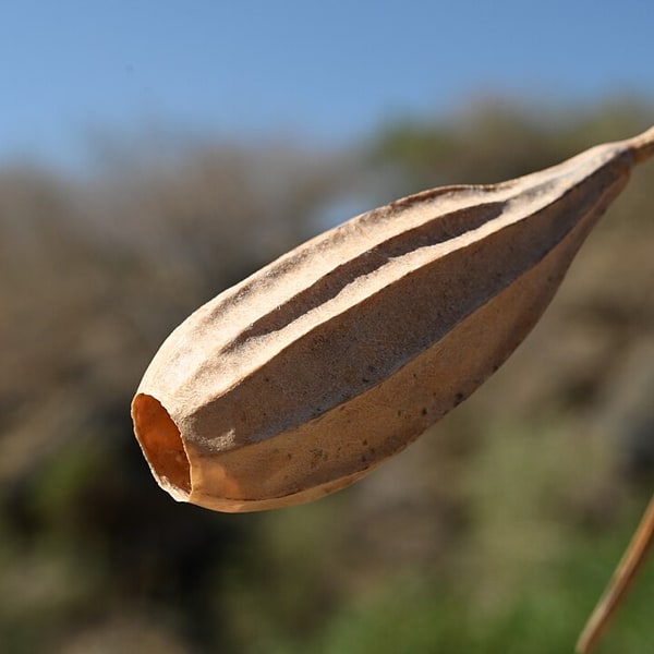 Luffa Ridge