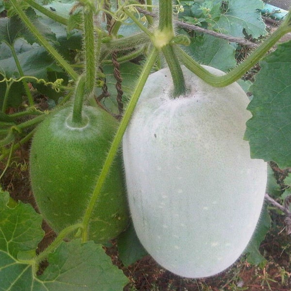 Winter Melon