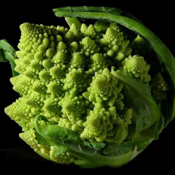 Romanesco Broccoli