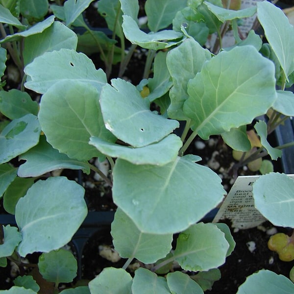 Purple Cauliflower
