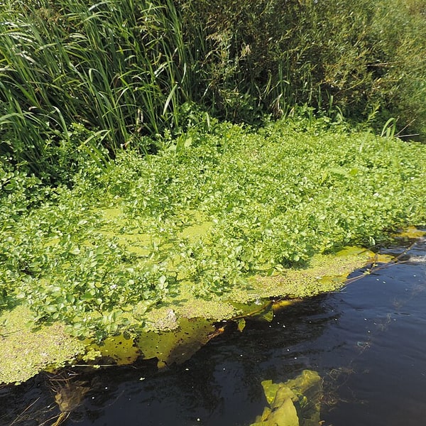 Watercress