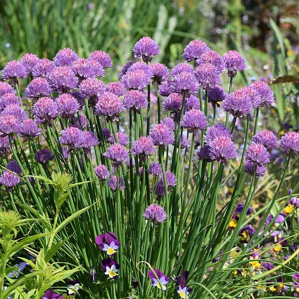 Chive Bunch