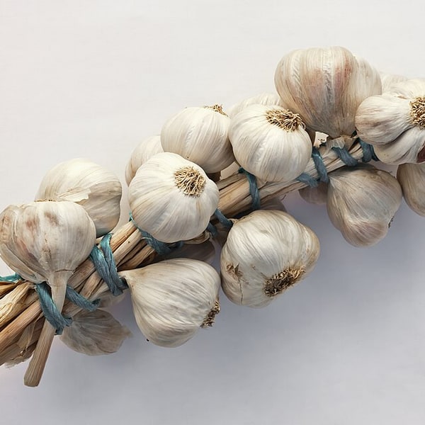 Green Garlic Fresh