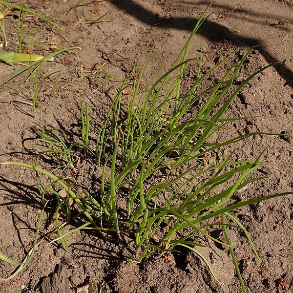 Welsh Onion