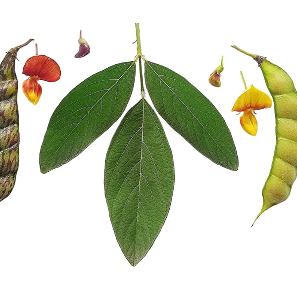 Pigeon Pea Pods