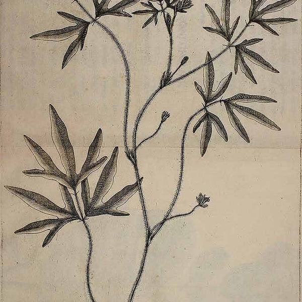 Moth Bean Pods