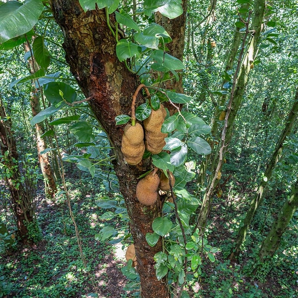 Raw Jackfruit Cubes