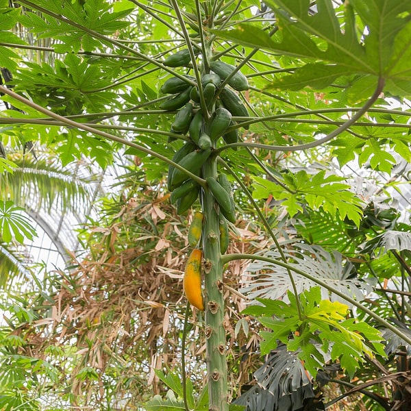 Green Papaya Thai