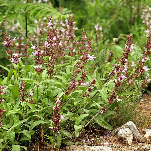 Sage Leaves