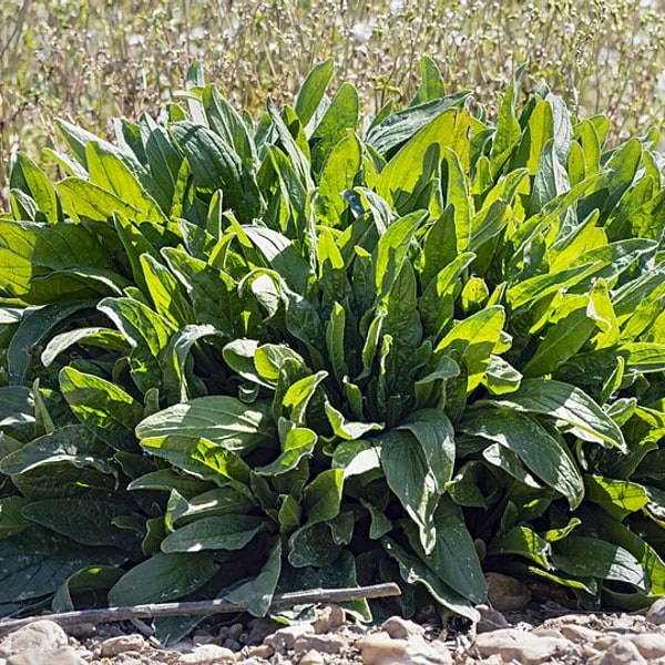 Sorrel