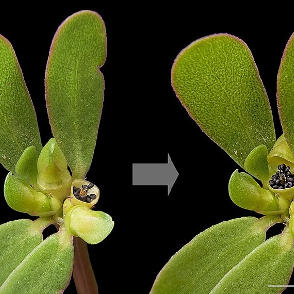 Purslane
