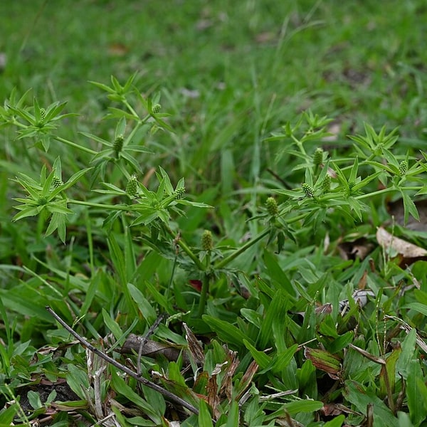 Culantro