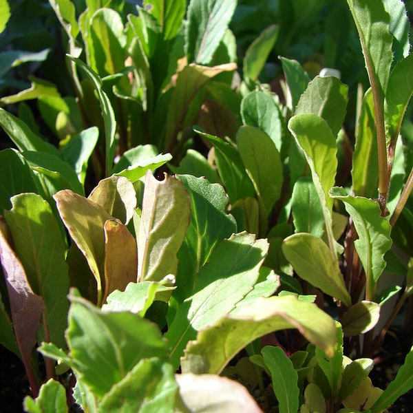 Arugula Rocket