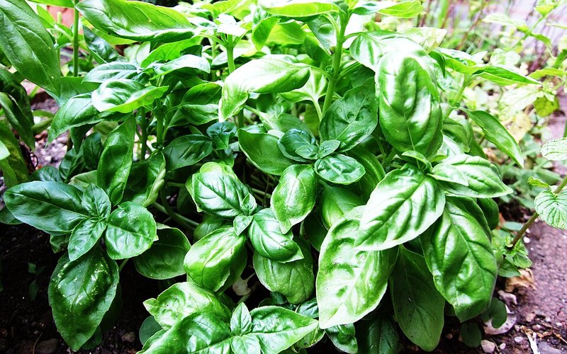 Herb & Leaf Terrace